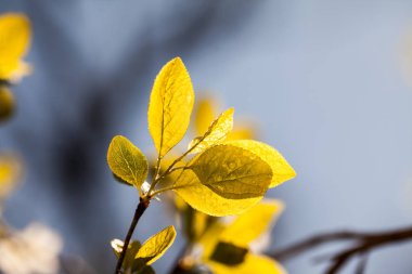 Taze bahar dallarında