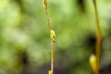 Taze bahar dallarında
