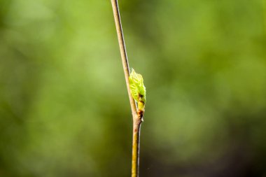 Taze bahar dallarında