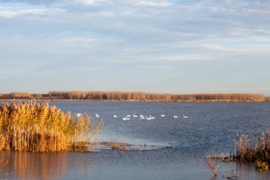 Kuğular üzerinde göl günbatımı ışık ile