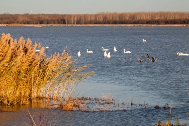 Kuğular üzerinde göl günbatımı ışık ile
