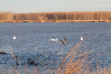 Kuğular üzerinde göl günbatımı ışık ile