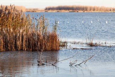 Kuğular üzerinde göl günbatımı ışık ile