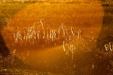 Contrejour gün batımında ışık sazlık, sonbahar yatay