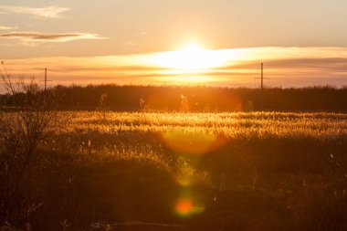 Contrejour gün batımında ışık sazlık, sonbahar yatay