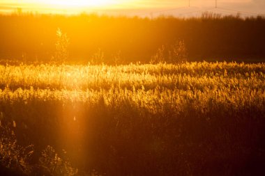 Contrejour gün batımında ışık sazlık, sonbahar yatay