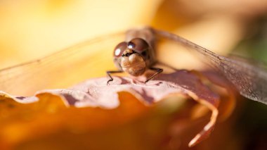 Bir sonbahar yaprak makro ayrıntıları ile kahverengi yusufçuk