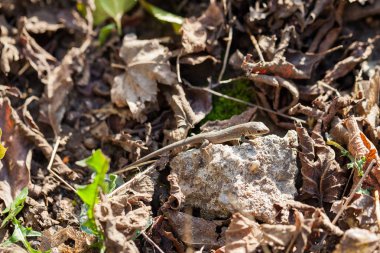 Sonbahar bahçe kahverengi kertenkele