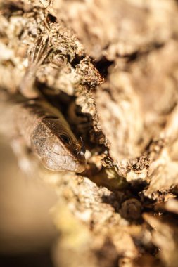 Sonbahar bahçe kahverengi kertenkele