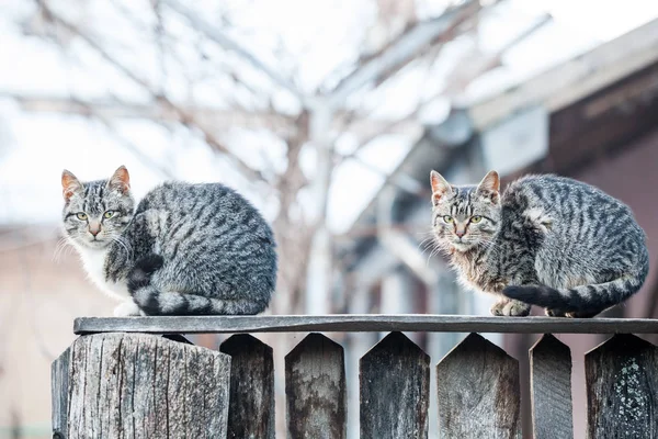 Cat Wooden Fence — Stock Photo, Image