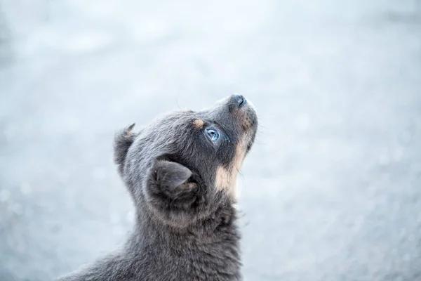 冬天场面与美丽的小狗 — 图库照片