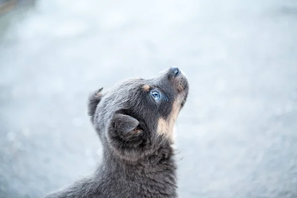 Winter Scene Beautiful Puppy — Stock Photo, Image
