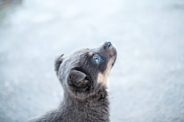 Vinter Scen Med Vacker Valp — Stockfoto