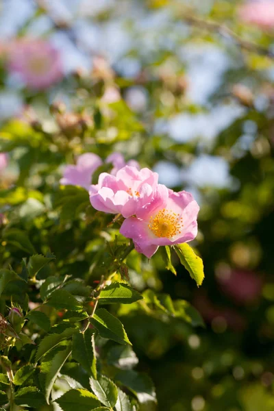 Цветы Кусты Шиповника Летний День — стоковое фото