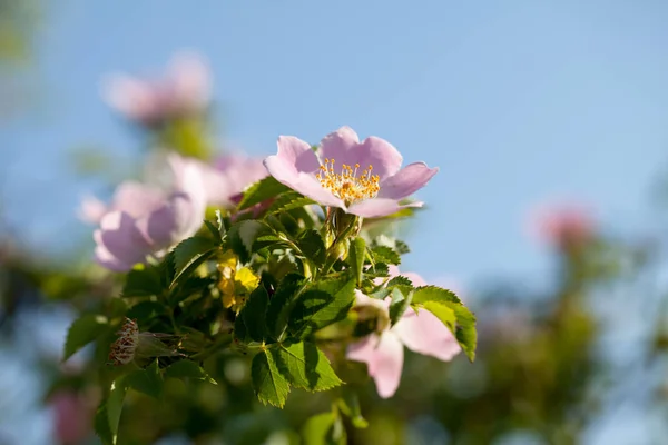 Csipkebogyó Virágok Bush Egy Nyári Nap — Stock Fotó