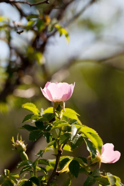 Rose Hips Çiçek Bir Yaz Günü Bush — Stok fotoğraf