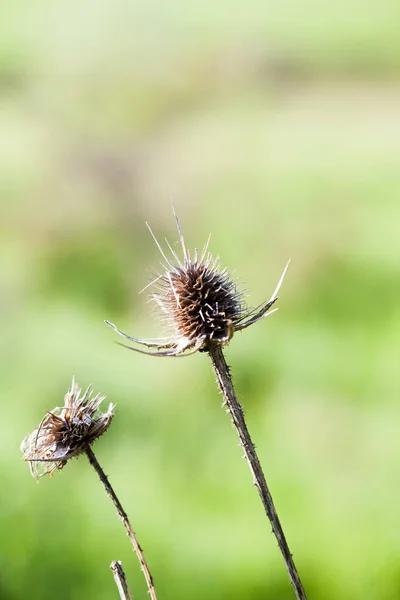 夏の野の花そして植物 — ストック写真