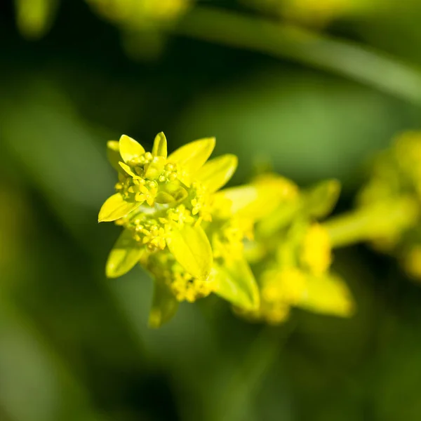 夏天田野里的花草植物 — 图库照片