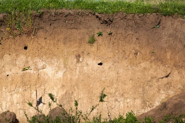 Arı kuşu apiaster kuşlar yuva yanındaki