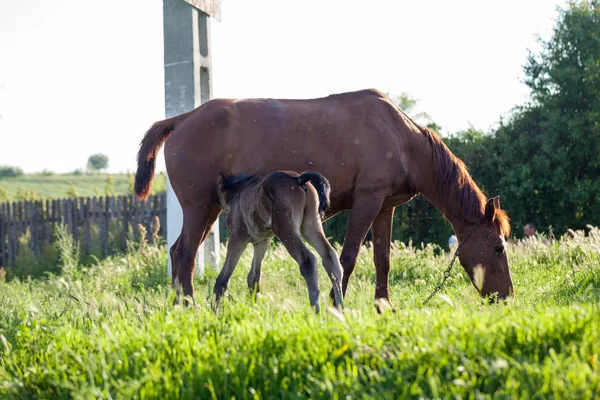 Cheval Mère Bébé Dans Village — Photo