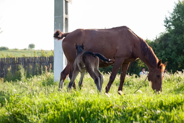 Anne ve bebek at Köyü