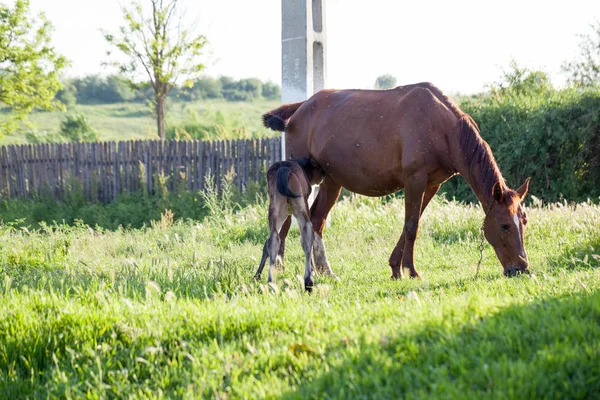 Cheval Mère Bébé Dans Village — Photo