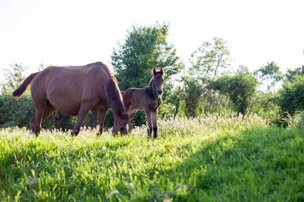 Cheval Mère Bébé Dans Village — Photo