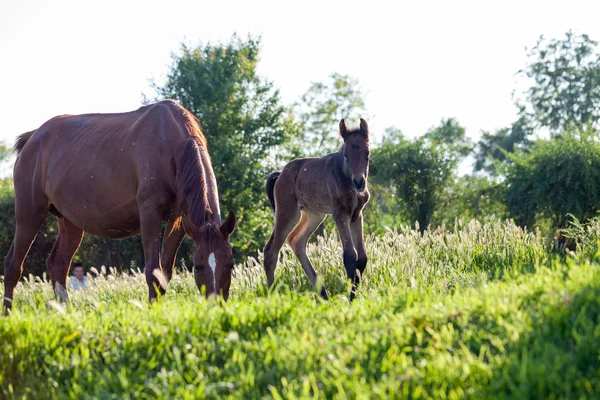 Cheval Mère Bébé Dans Village — Photo