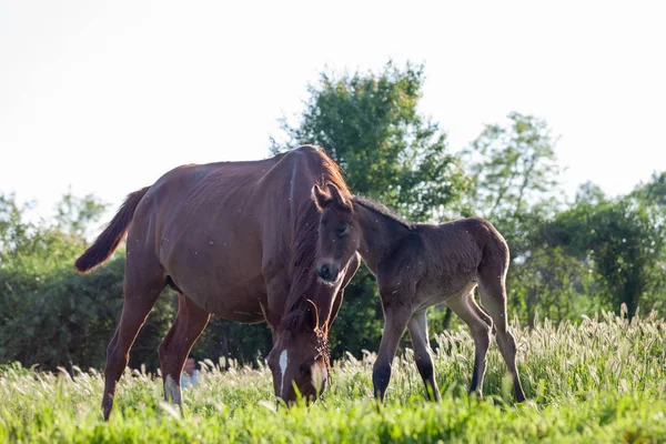 Cheval Mère Bébé Dans Village — Photo