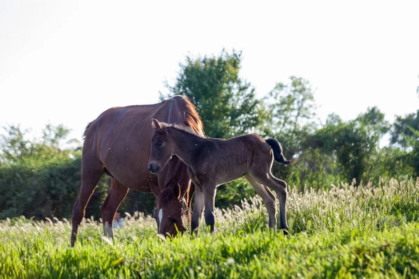 Cheval Mère Bébé Dans Village — Photo