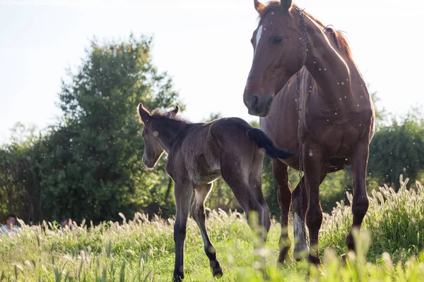 Cheval Mère Bébé Dans Village — Photo