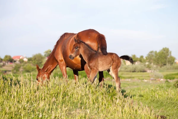 Cheval Mère Bébé Dans Village — Photo