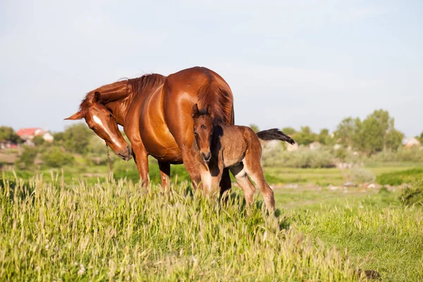 Cheval Mère Bébé Dans Village — Photo