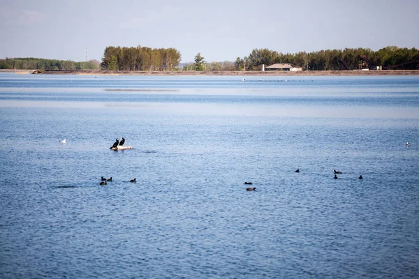 Svanar Och Andra Fåglar Vid Sjön — Stockfoto