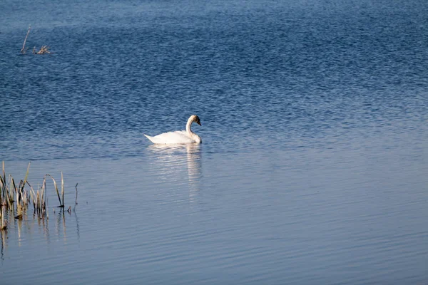 Cygnes Autres Oiseaux Sur Lac — Photo