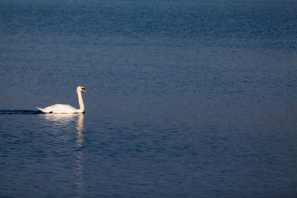 Cygnes Autres Oiseaux Sur Lac — Photo