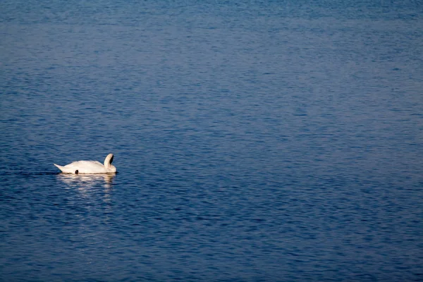 Cisnes Otras Aves Lago — Foto de Stock