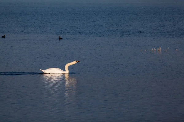 Swans Other Birds Lake — Stock Photo, Image