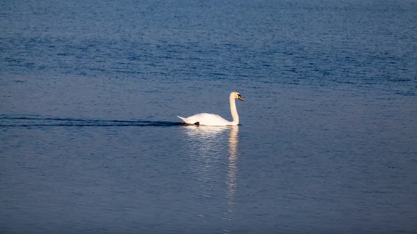 Kuğu ve diğer kuşlar göl kenarında