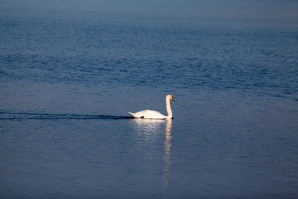 Swans Other Birds Lake — Stock Photo, Image