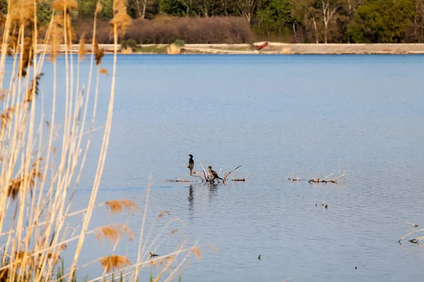 Kuğu ve diğer kuşlar göl kenarında