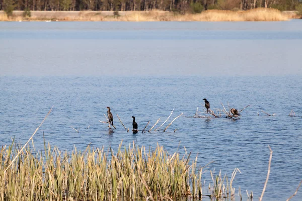 Kuğu ve diğer kuşlar göl kenarında