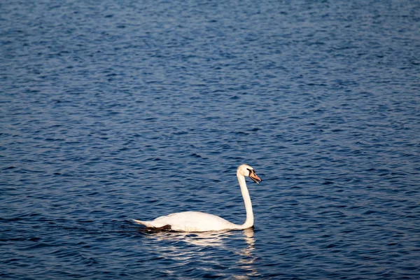 Swans Other Birds Lake — Stock Photo, Image