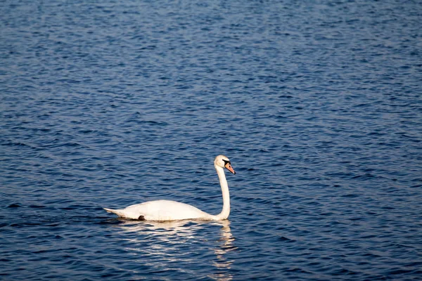 Kuğu ve diğer kuşlar göl kenarında