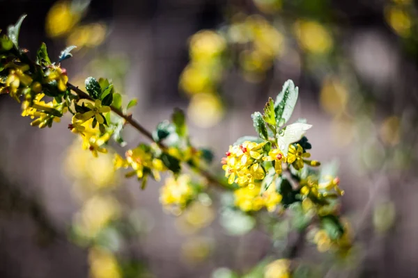 Printemps Fleurissant Sur Les Branches — Photo