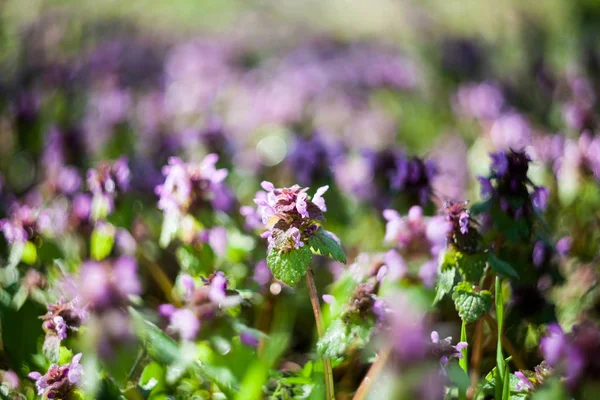 Lamium Purpureum Planta Con Flores — Foto de Stock