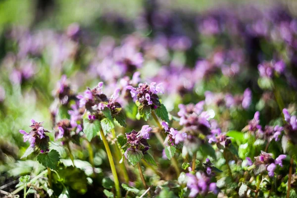 Lamium Purpureum Planta Con Flores — Foto de Stock