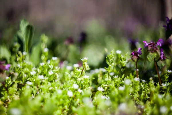 stock image Wild plants in the field