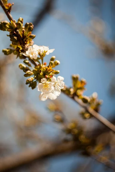 Весна Квітуча Гілках — стокове фото