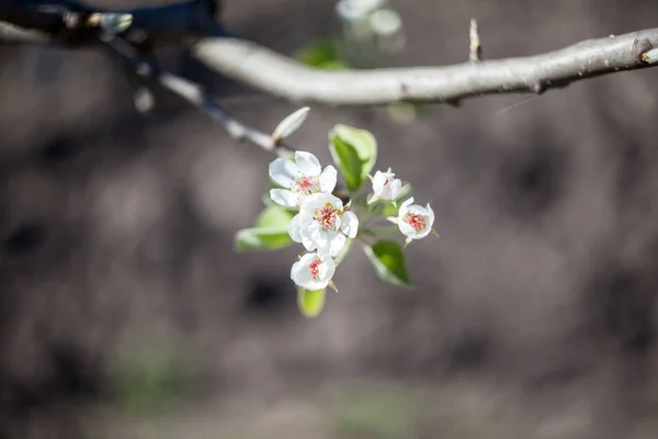 Весна Квітуча Гілках — стокове фото